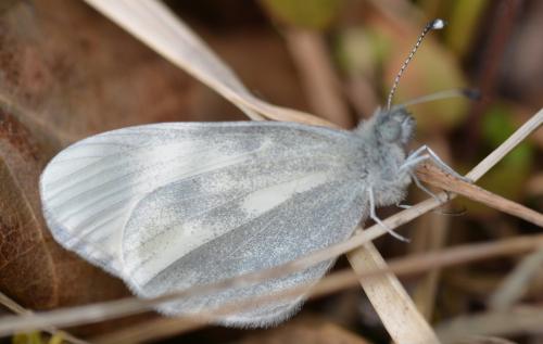 Leptidea sp.